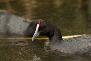 DPPhotography - Mallorca - Red-knobbed coot - T