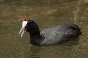 DPPhotography - Mallorca - Red-knobbed coot - U