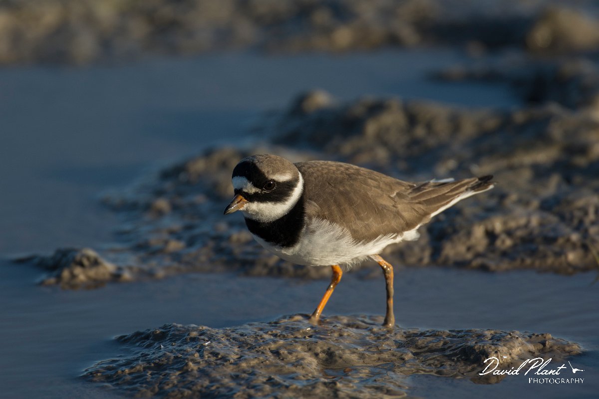 DPPhotography - Mallorca - Ringed plover - B.jpg - Ringed plover - s'Albufera, Mallorca