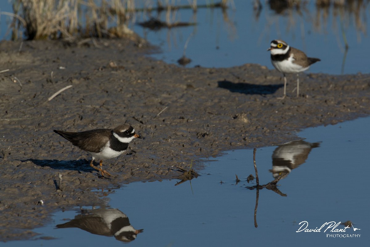 DPPhotography - Mallorca - Ringed plover - D.jpg - Ringed plover - s'Albufera, Mallorca