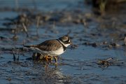 DPPhotography - Mallorca - Ringed plover - A