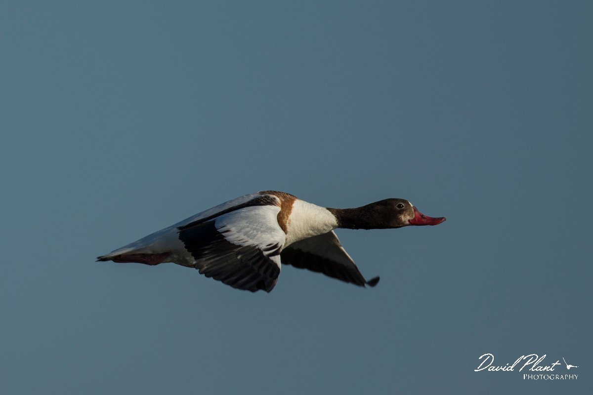 DPPhotography - Mallorca - Shelduck - A.jpg - Shelduck - s'Albufera, Mallorca