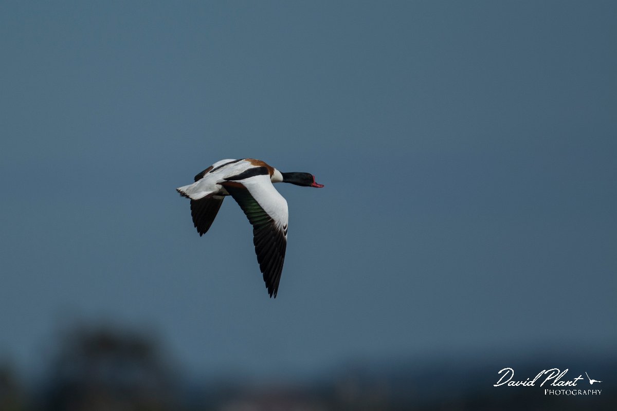 DPPhotography - Mallorca - Shelduck - C.jpg - Shelduck - s'Albufera, Mallorca