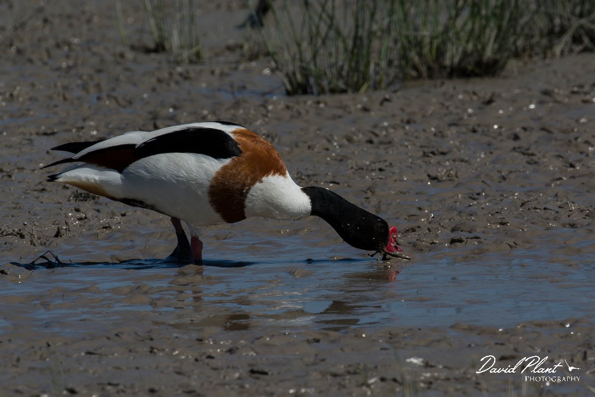 DPPhotography - Mallorca - Shelduck - D.jpg - Shelduck - s'Albufera, Mallorca