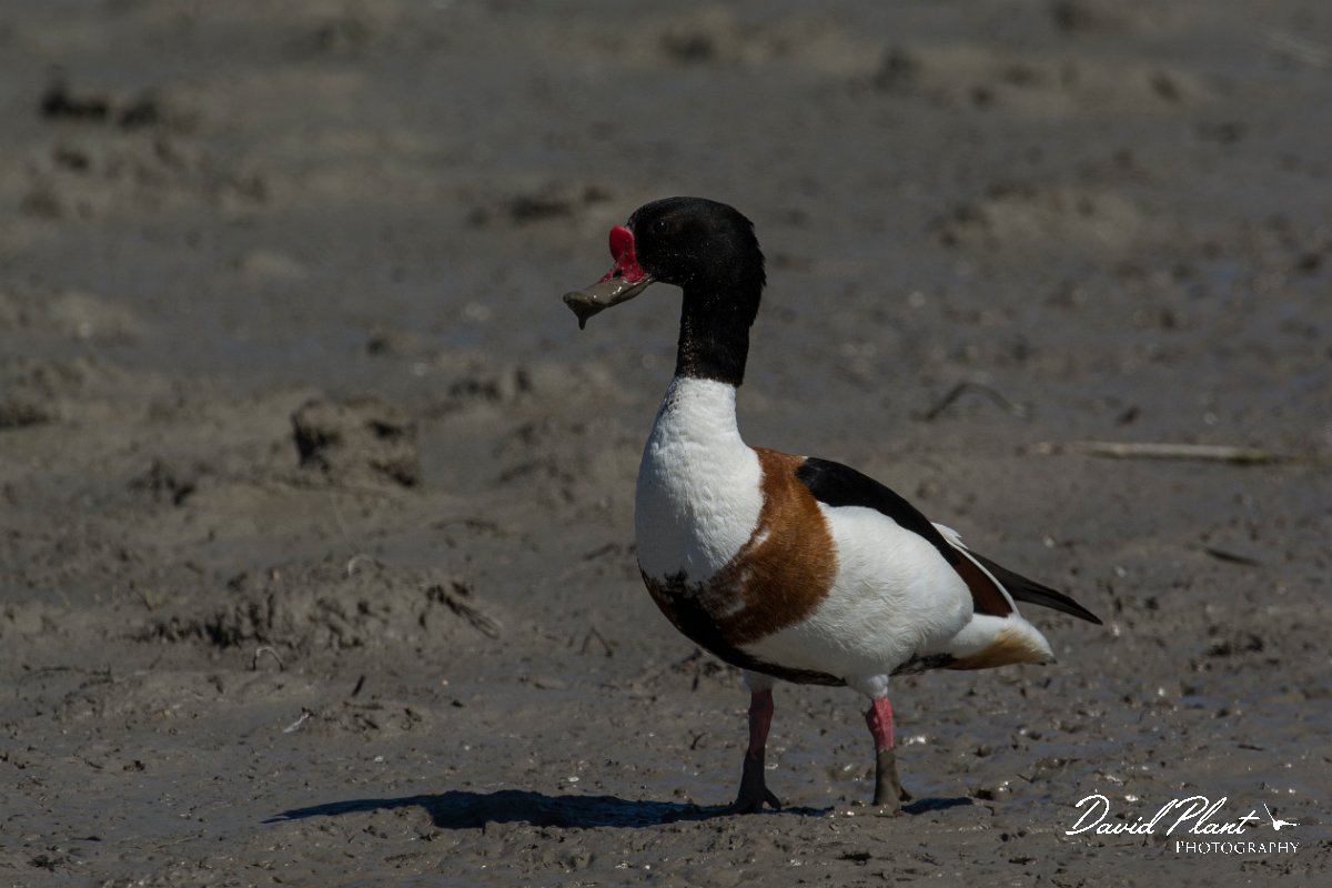 DPPhotography - Mallorca - Shelduck - E.jpg - Shelduck - s'Albufera, Mallorca