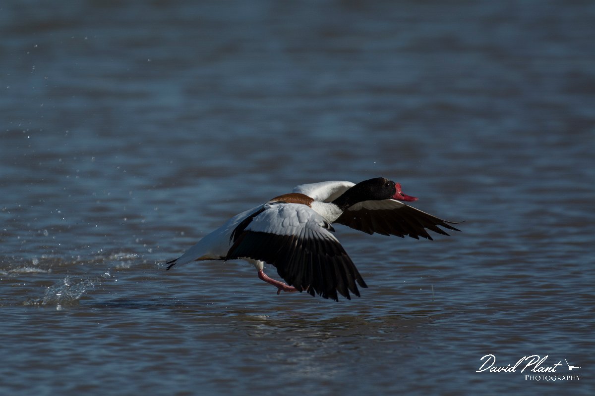 DPPhotography - Mallorca - Shelduck - G.jpg - Shelduck - s'Albufera, Mallorca