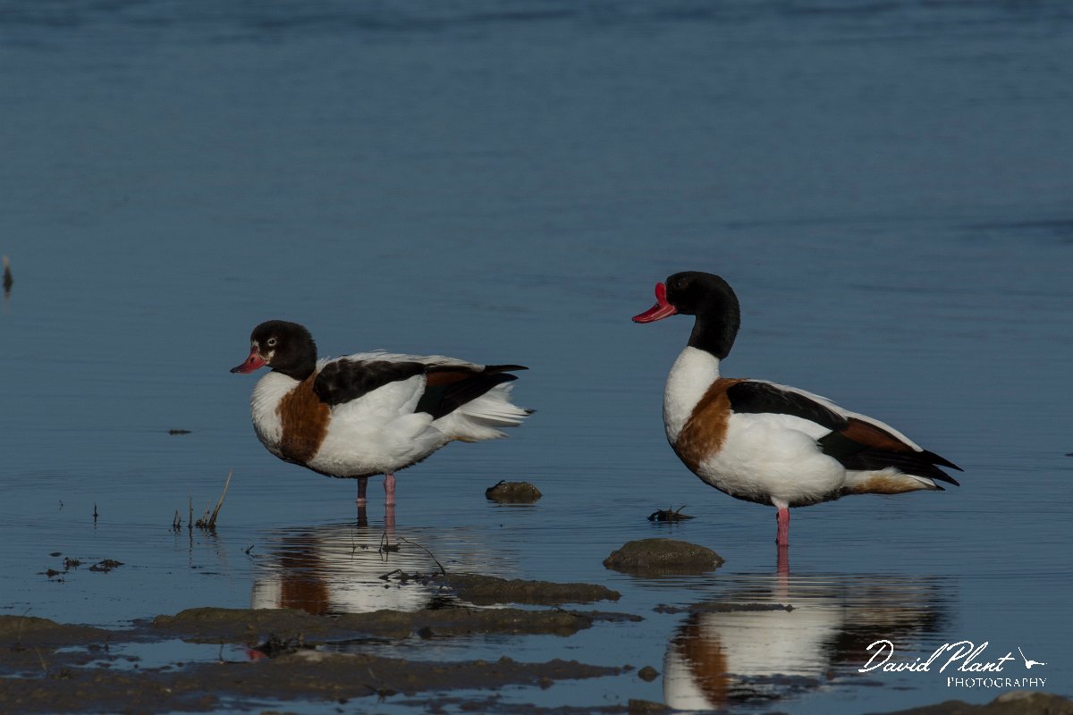 DPPhotography - Mallorca - Shelduck - I.jpg - Shelduck - s'Albufera, Mallorca