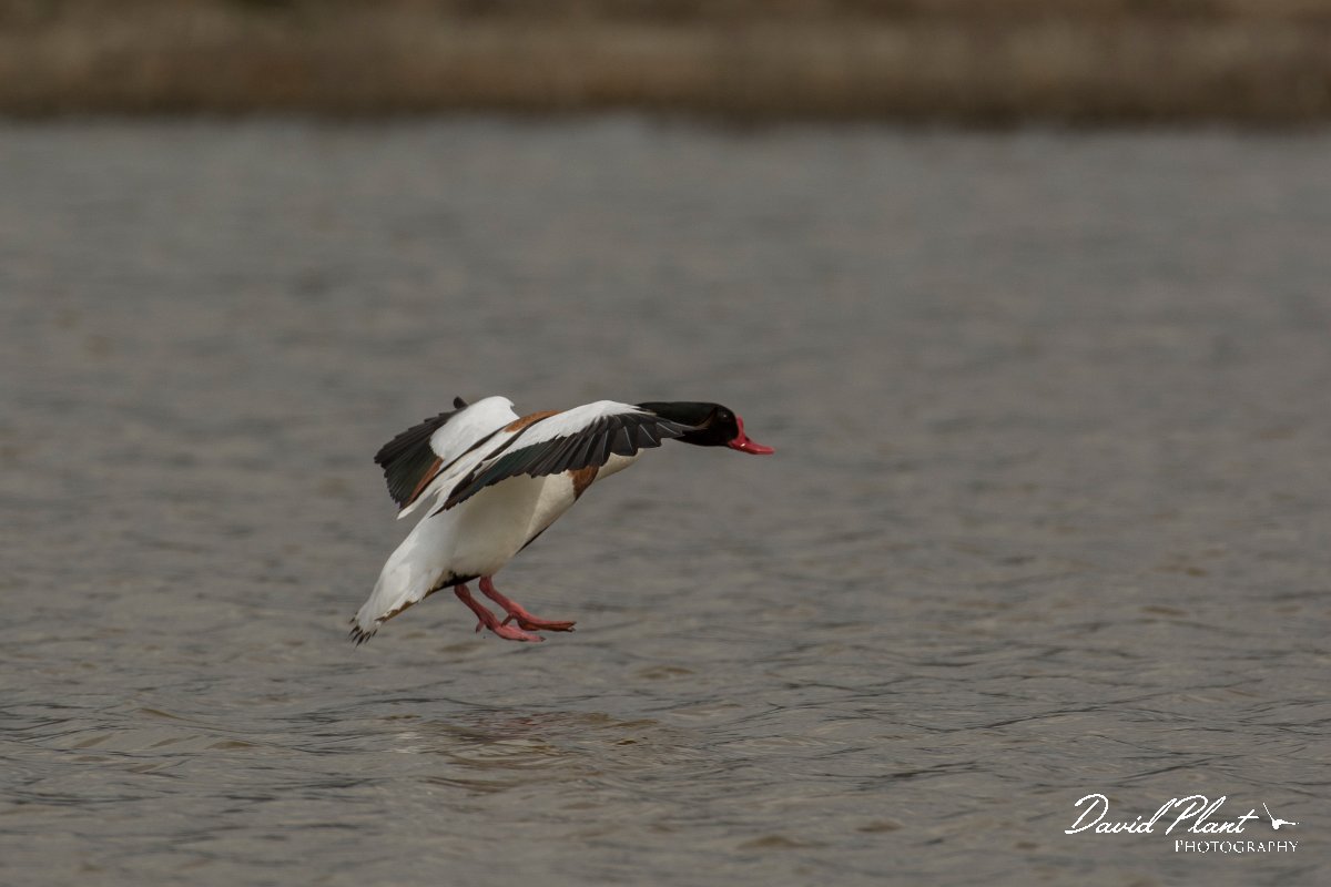 DPPhotography - Mallorca - Shelduck - K.jpg - Shelduck - s'Albufera, Mallorca