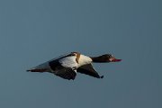 DPPhotography - Mallorca - Shelduck - A