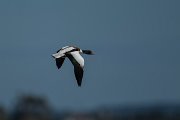 DPPhotography - Mallorca - Shelduck - C