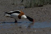 DPPhotography - Mallorca - Shelduck - D