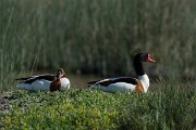 DPPhotography - Mallorca - Shelduck - F