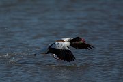 DPPhotography - Mallorca - Shelduck - G