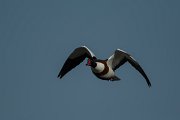 DPPhotography - Mallorca - Shelduck - H
