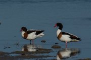 DPPhotography - Mallorca - Shelduck - I