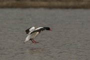 DPPhotography - Mallorca - Shelduck - K