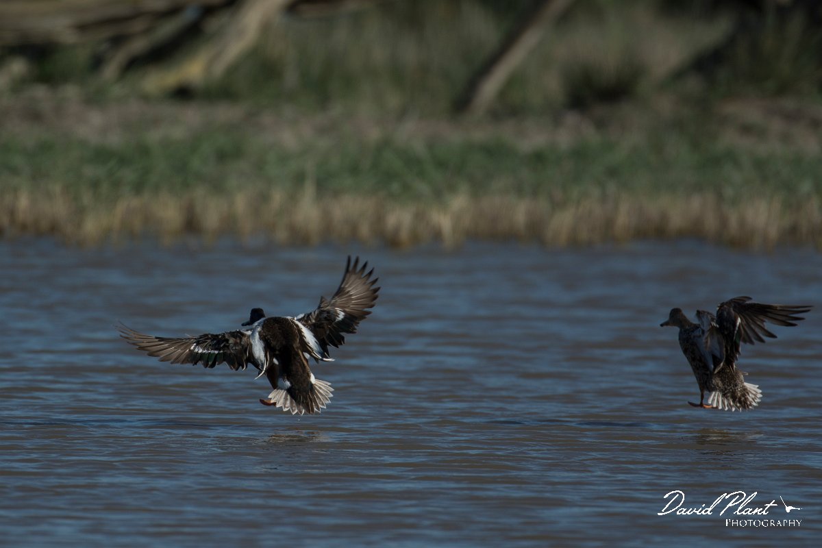 DPPhotography - Mallorca - Shoveler - A.jpg - Shoveler - s'Albufera, Mallorca