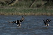 DPPhotography - Mallorca - Shoveler - A