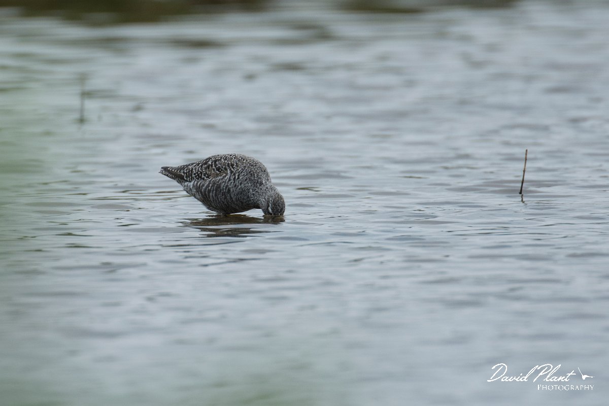 DPPhotography - Mallorca - Spotted redshank - A.jpg - Spotted redshank - s'Albufera, Mallorca