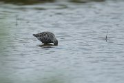DPPhotography - Mallorca - Spotted redshank - A