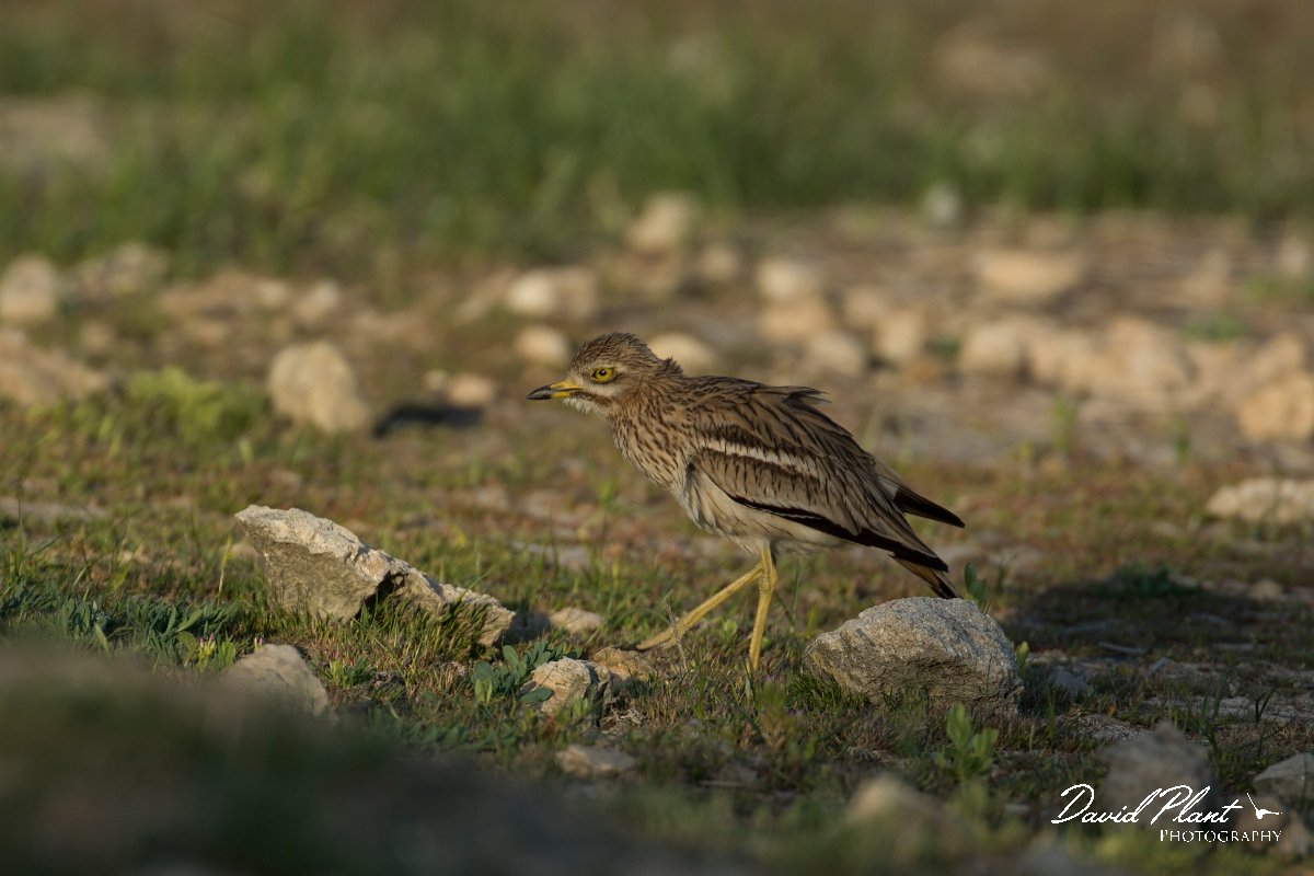 DPPhotography - Mallorca - Stone curlew - C.jpg - Stone curlew - s'Albufera, Mallorca