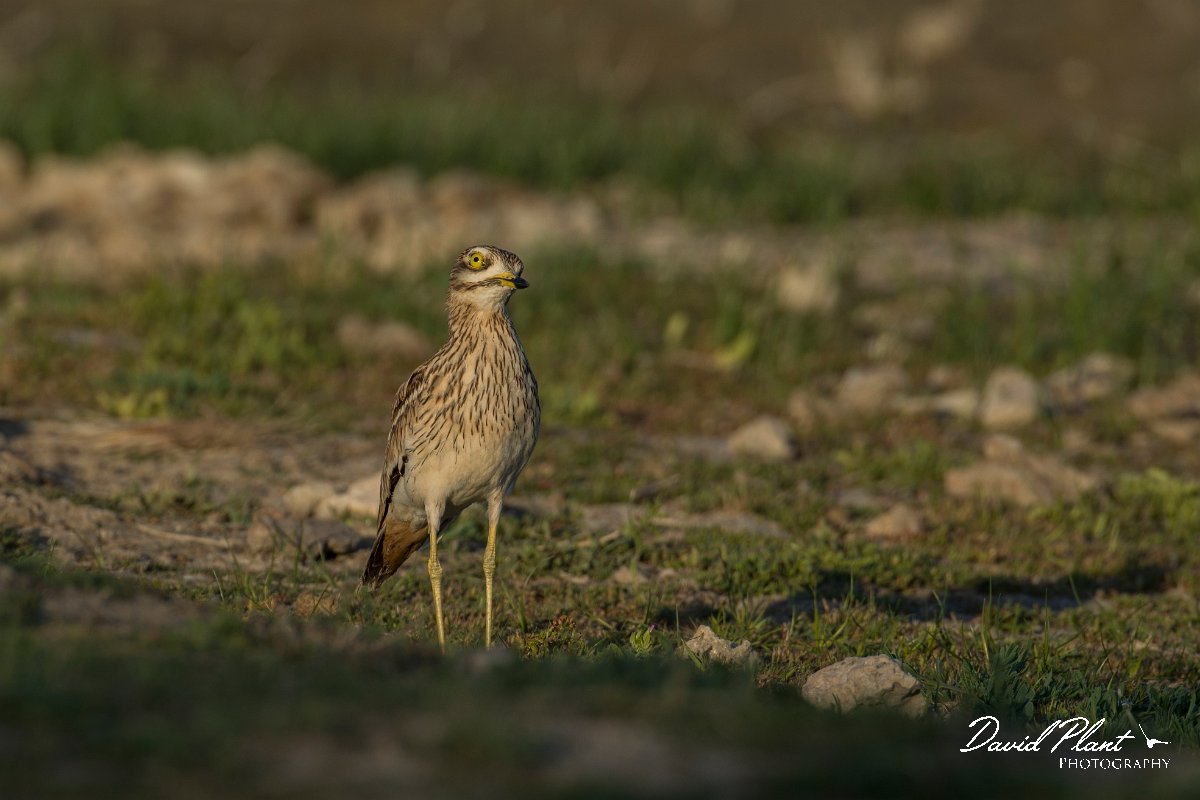 DPPhotography - Mallorca - Stone curlew - D.jpg - Stone curlew - s'Albufera, Mallorca
