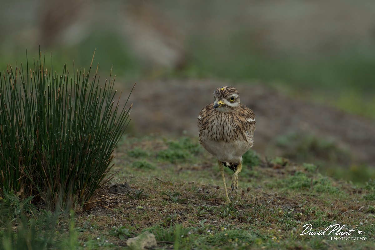DPPhotography - Mallorca - Stone curlew - H.jpg - Stone curlew - s'Albufera, Mallorca