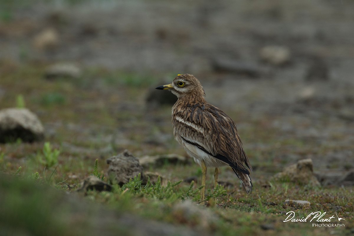 DPPhotography - Mallorca - Stone curlew - L.jpg - Stone curlew - s'Albufera, Mallorca