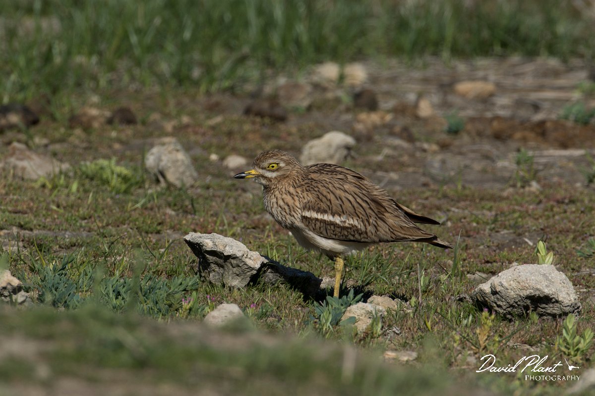 DPPhotography - Mallorca - Stone curlew - M.jpg - Stone curlew - s'Albufera, Mallorca