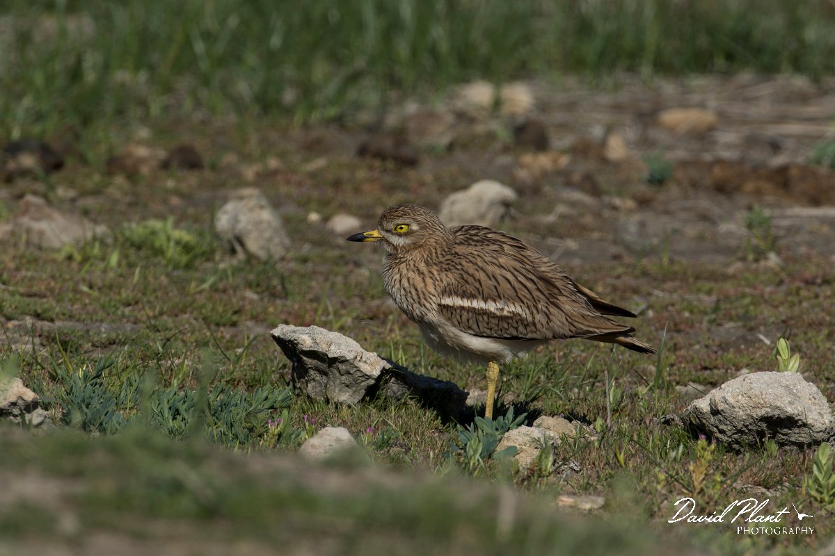 DPPhotography - Mallorca - Stone curlew - N.jpg - Stone curlew - s'Albufera, Mallorca