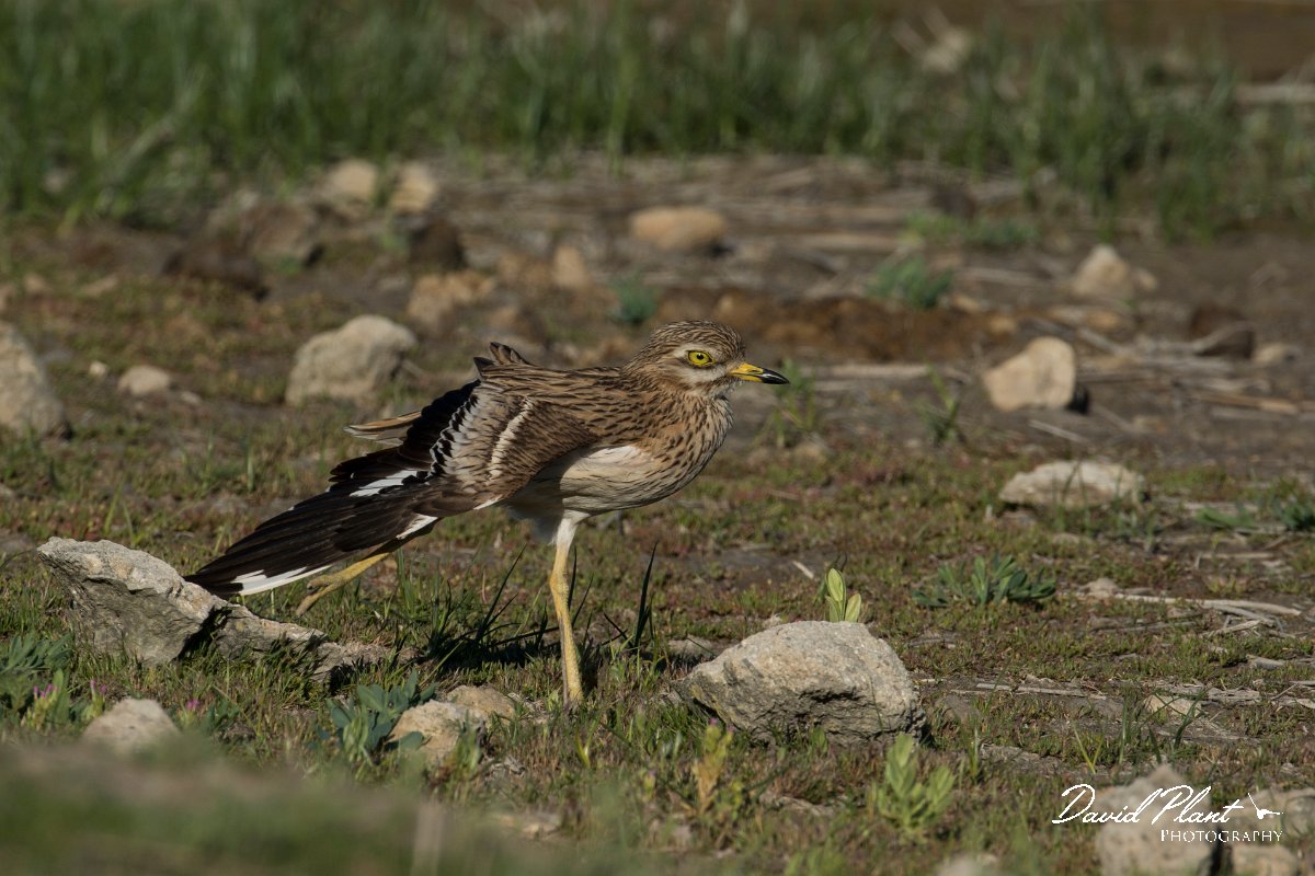 DPPhotography - Mallorca - Stone curlew - P.jpg - Stone curlew - s'Albufera, Mallorca