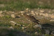 DPPhotography - Mallorca - Stone curlew - C
