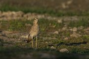 DPPhotography - Mallorca - Stone curlew - D