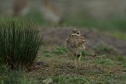 DPPhotography - Mallorca - Stone curlew - H