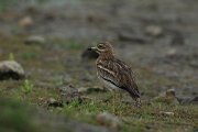 DPPhotography - Mallorca - Stone curlew - L
