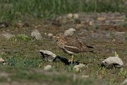 DPPhotography - Mallorca - Stone curlew - M