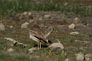 DPPhotography - Mallorca - Stone curlew - O
