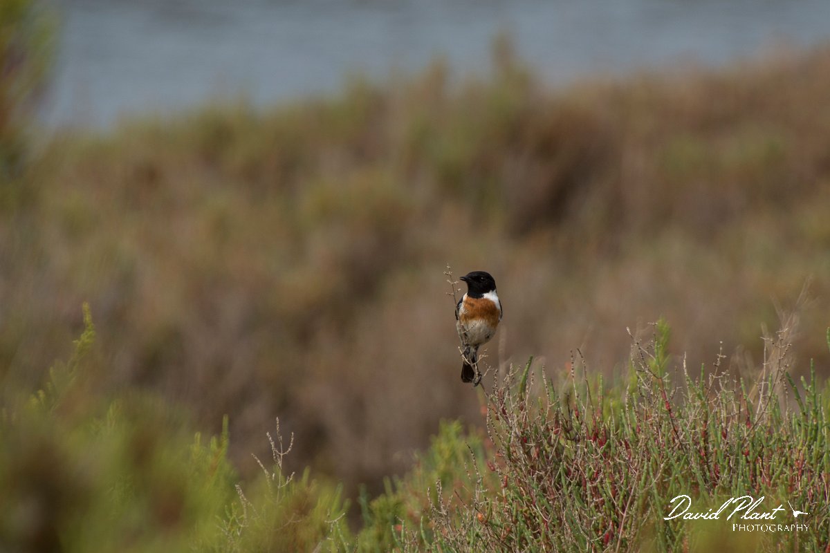 DPPhotography - Mallorca - Stonechat - A.jpg - Stonechat - Salobrar de Campos, Mallorca