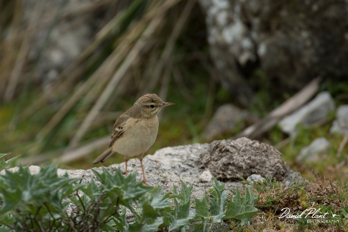 DPPhotography - Mallorca - Tawny pipit - B.jpg - Tawny pipit - Cuber Reservoir, Mallorca