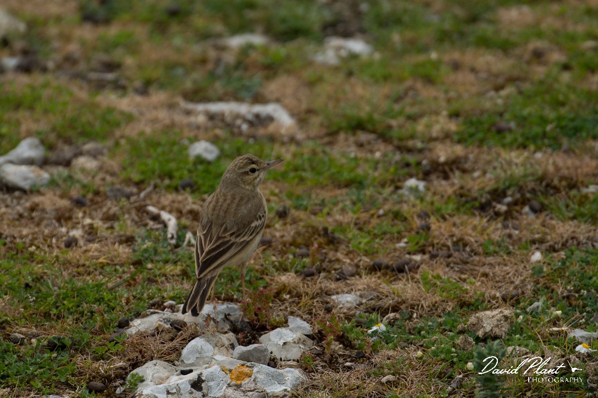 DPPhotography - Mallorca - Tawny pipit - C.jpg - Tawny pipit - Cuber Reservoir, Mallorca