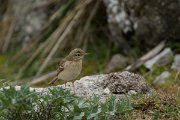 DPPhotography - Mallorca - Tawny pipit - B