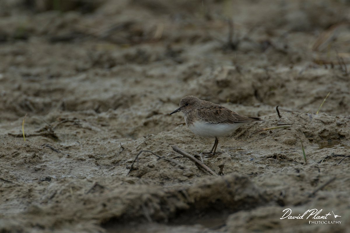 DPPhotography - Mallorca - Temminck's stint - B.jpg - Temminck's stint - s'Albufera, Mallorca