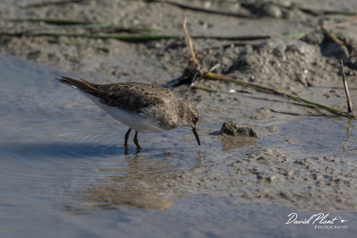 DPPhotography - Mallorca - Temminck's stint - F.jpg - Temminck's stint - s'Albufera, Mallorca