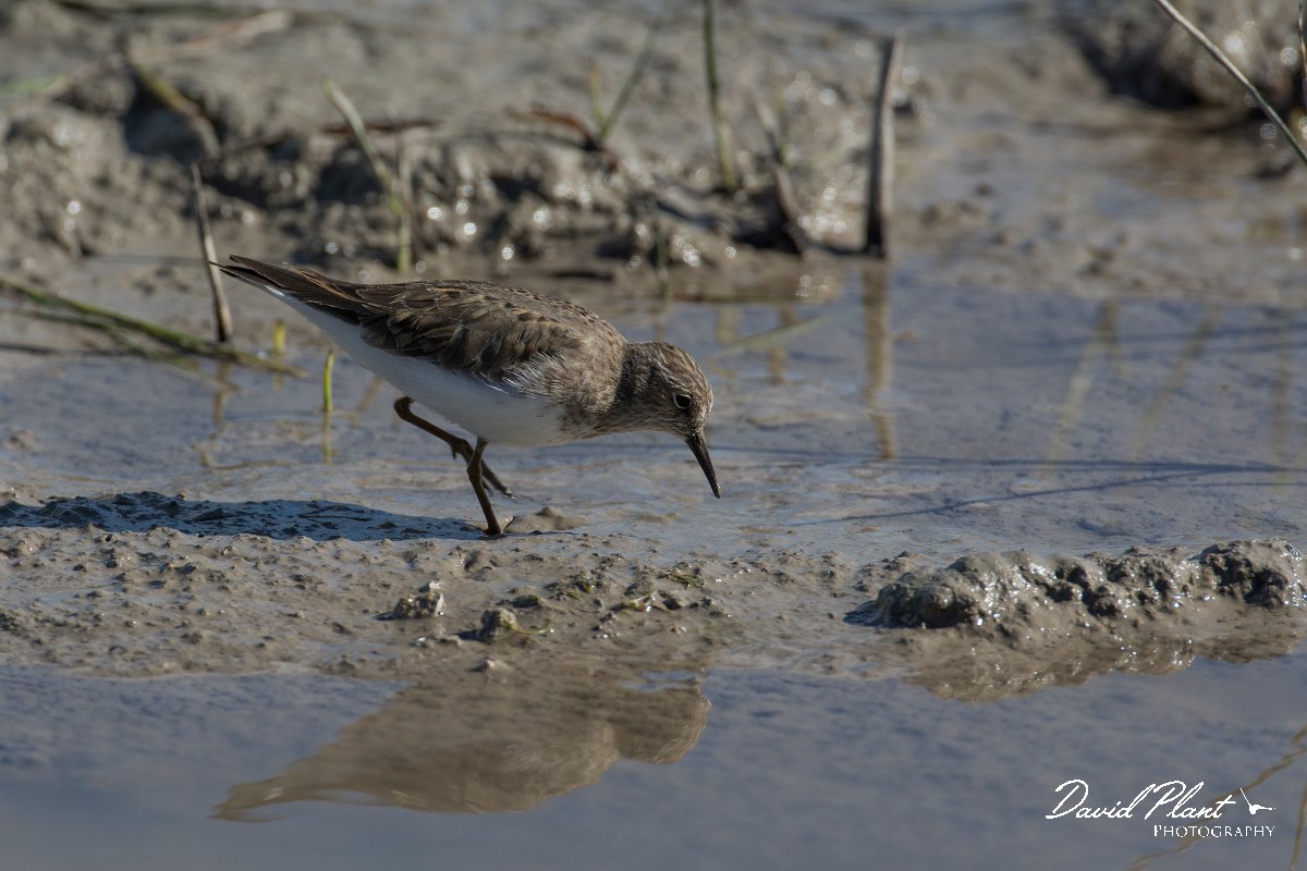 DPPhotography - Mallorca - Temminck's stint - G.jpg - Temminck's stint - s'Albufera, Mallorca