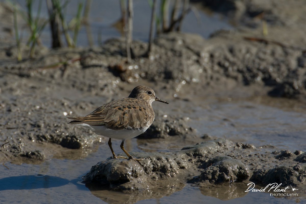 DPPhotography - Mallorca - Temminck's stint - K.jpg - Temminck's stint - s'Albufera, Mallorca