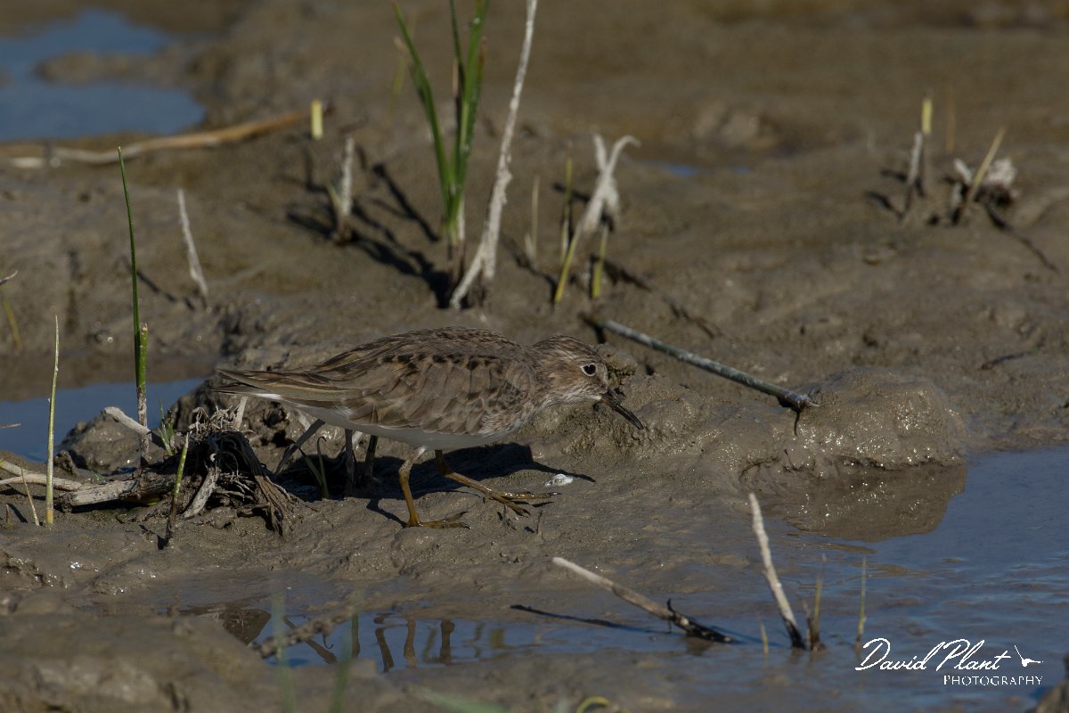 DPPhotography - Mallorca - Temminck's stint - M.jpg - Temminck's stint - s'Albufera, Mallorca