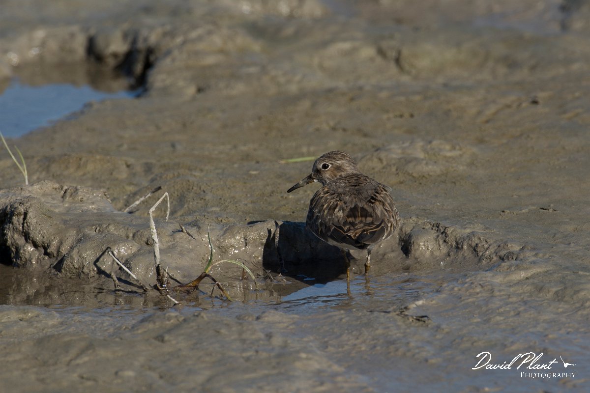 DPPhotography - Mallorca - Temminck's stint - N.jpg - Temminck's stint - s'Albufera, Mallorca