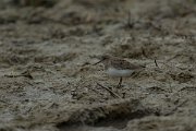DPPhotography - Mallorca - Temminck's stint - B