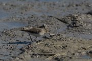 DPPhotography - Mallorca - Temminck's stint - D