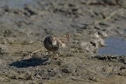 DPPhotography - Mallorca - Temminck's stint - E